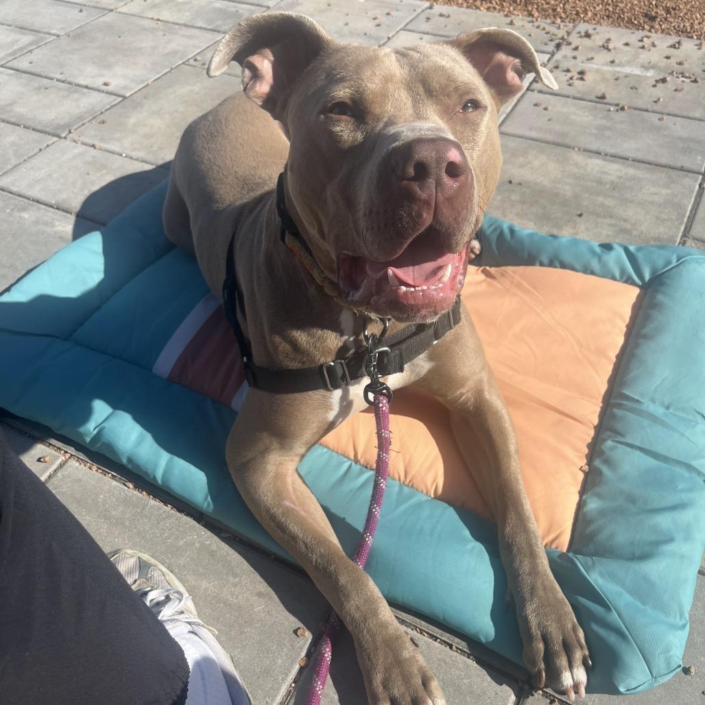 Drako, a Adoptable Mixed Breed in Waukesha, WI image 2/5