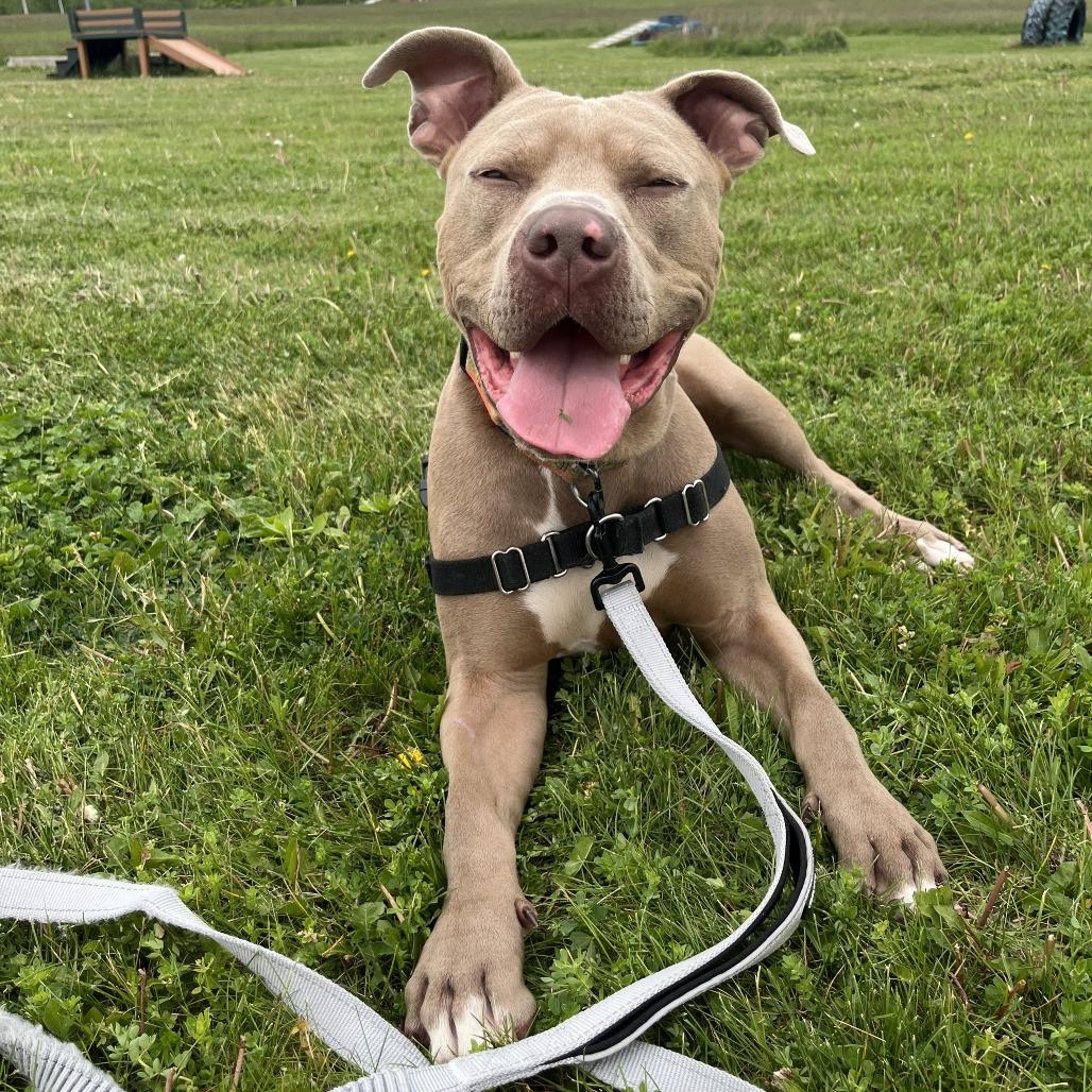 Drako, a Adoptable Mixed Breed in Waukesha, WI image 3/5