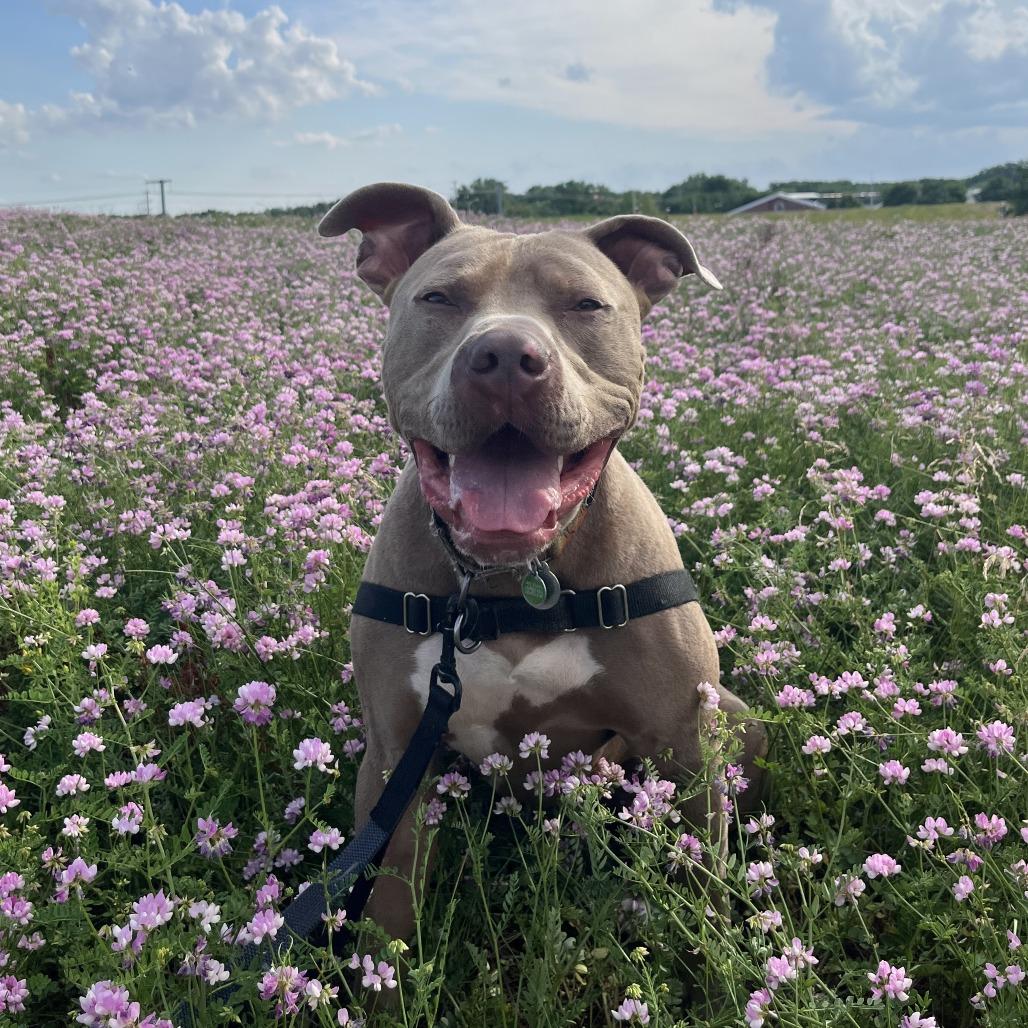Drako, a Adoptable Mixed Breed in Waukesha, WI image 4/5
