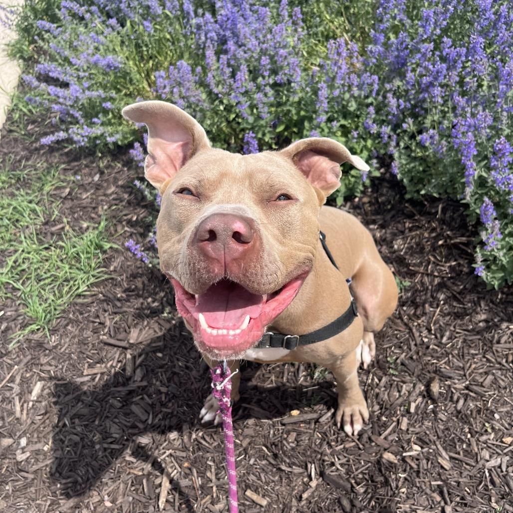 Drako, a Adoptable Mixed Breed in Waukesha, WI image 5/5