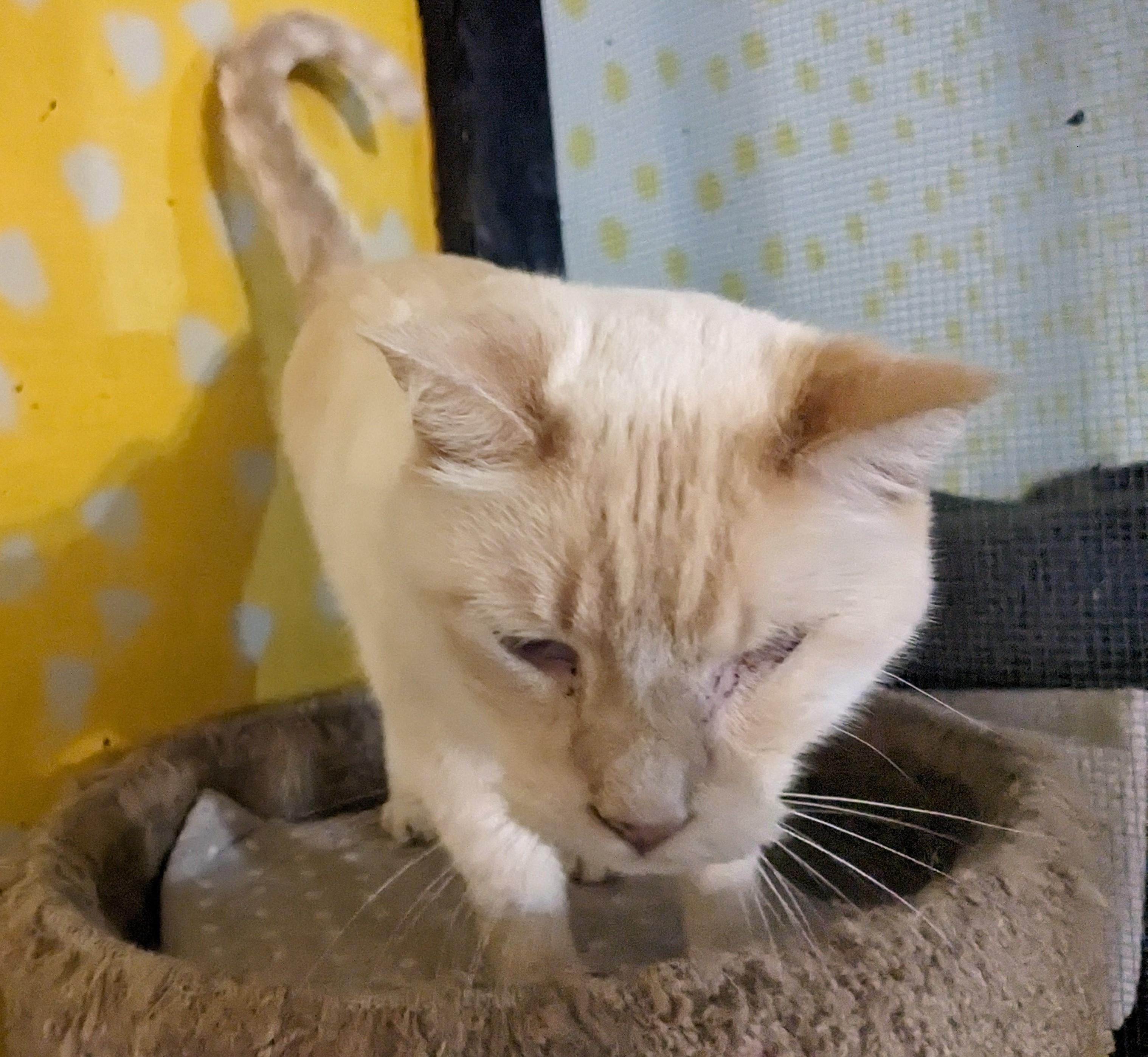 Enlarge Vinny, a Adoptable mixed breed in Springfield, IL image 3/3