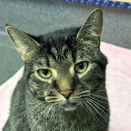 Paprika, Adoptable, Adult Female Domestic Short Hair.