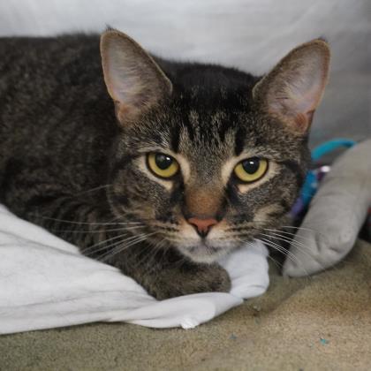 Enlarge Paprika, a Adoptable mixed breed in Richmond, VA image 2/3