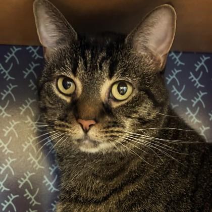 Enlarge Paprika, a Adoptable mixed breed in Richmond, VA image 3/3