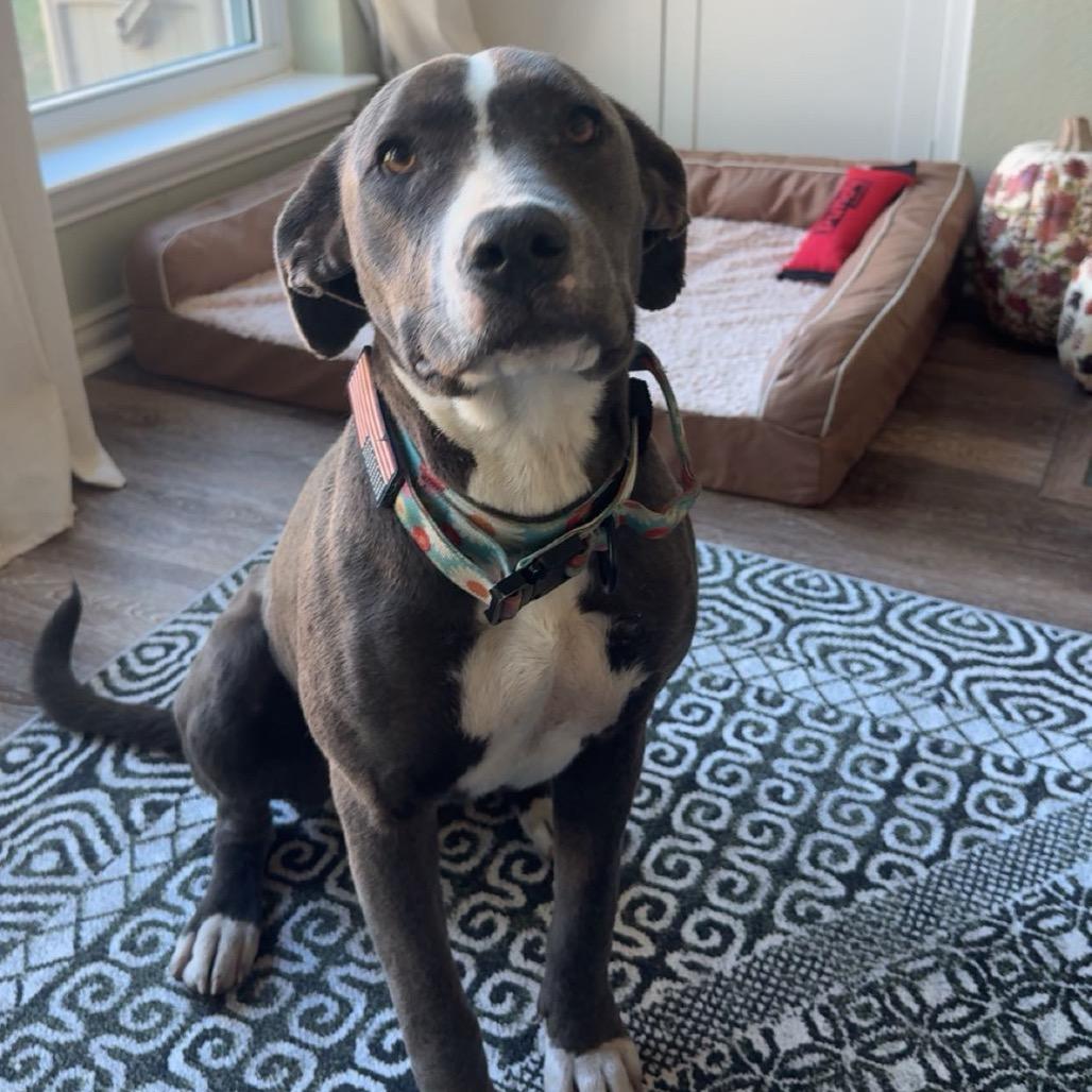 Enlarge Ellie, a Adoptable mixed breed in Dallas, TX image 1/6