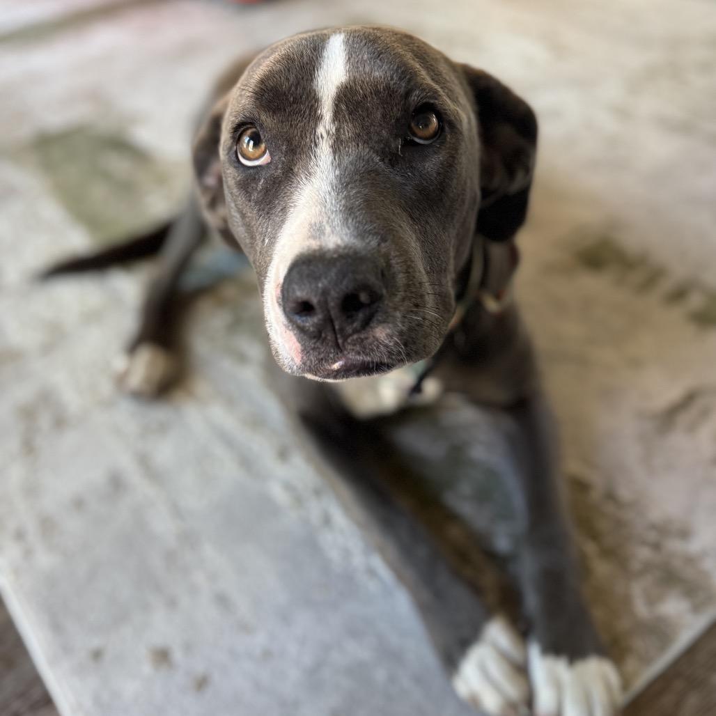 Enlarge Ellie, a Adoptable mixed breed in Dallas, TX image 2/6