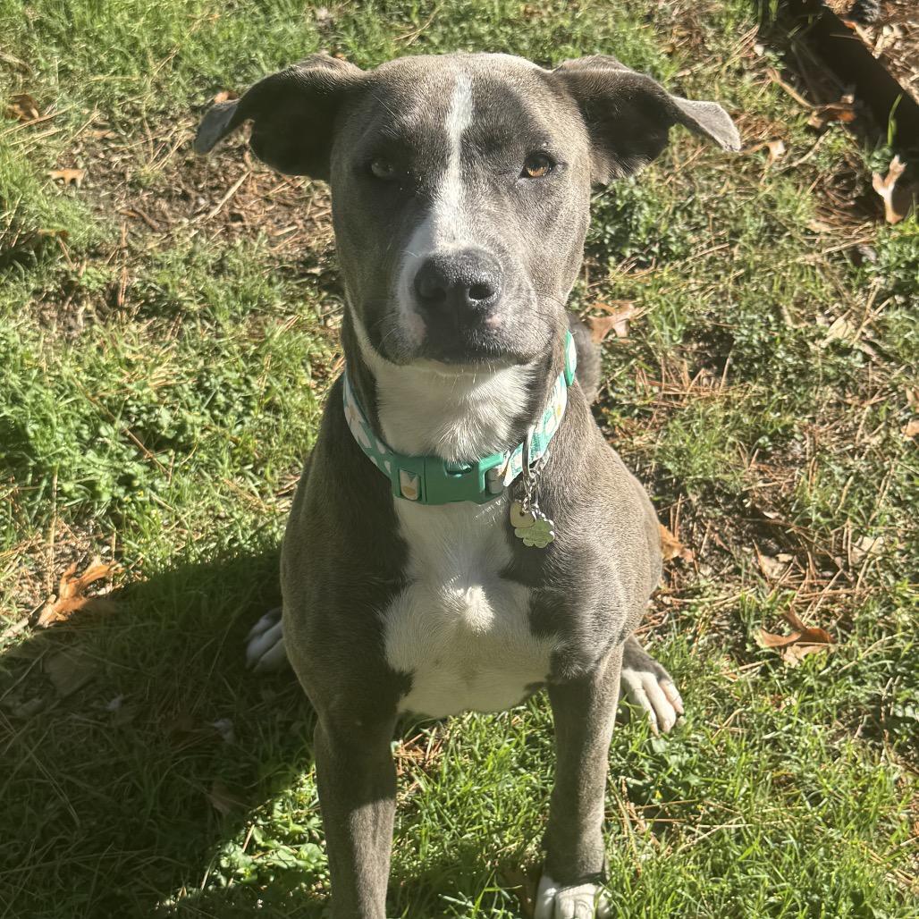 Enlarge Ellie, a Adoptable mixed breed in Dallas, TX image 3/6