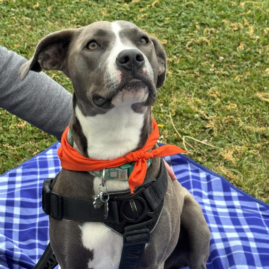 Enlarge Ellie, a Adoptable mixed breed in Dallas, TX image 4/6