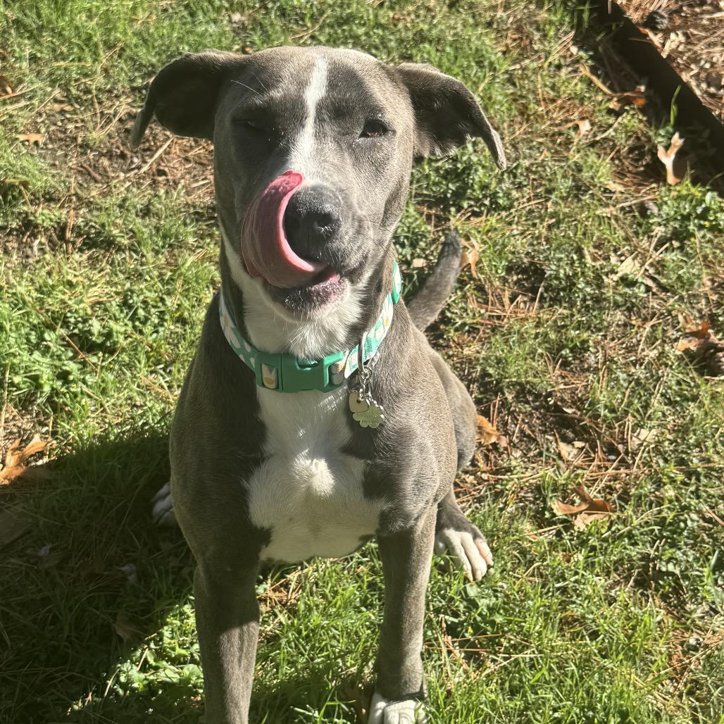 Enlarge Ellie, a Adoptable mixed breed in Dallas, TX image 5/6