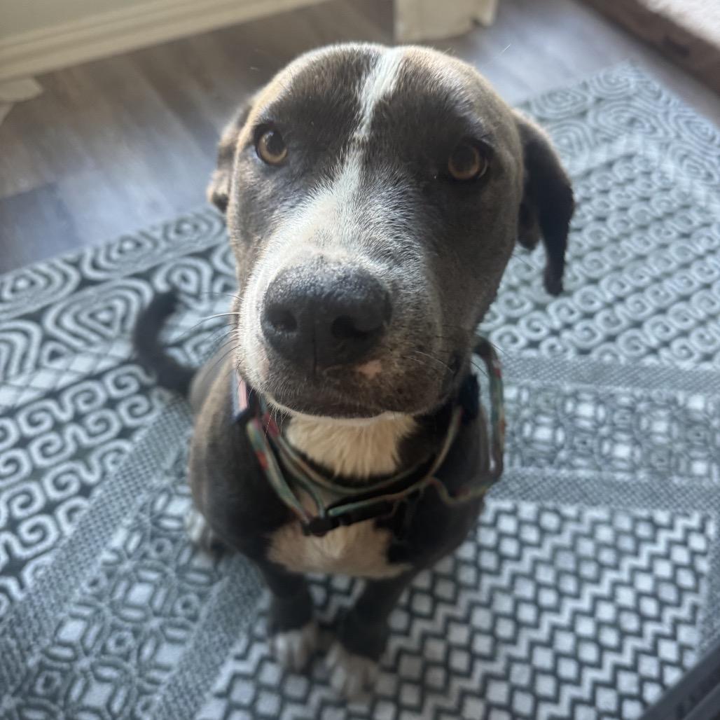 Enlarge Ellie, a Adoptable mixed breed in Dallas, TX image 6/6