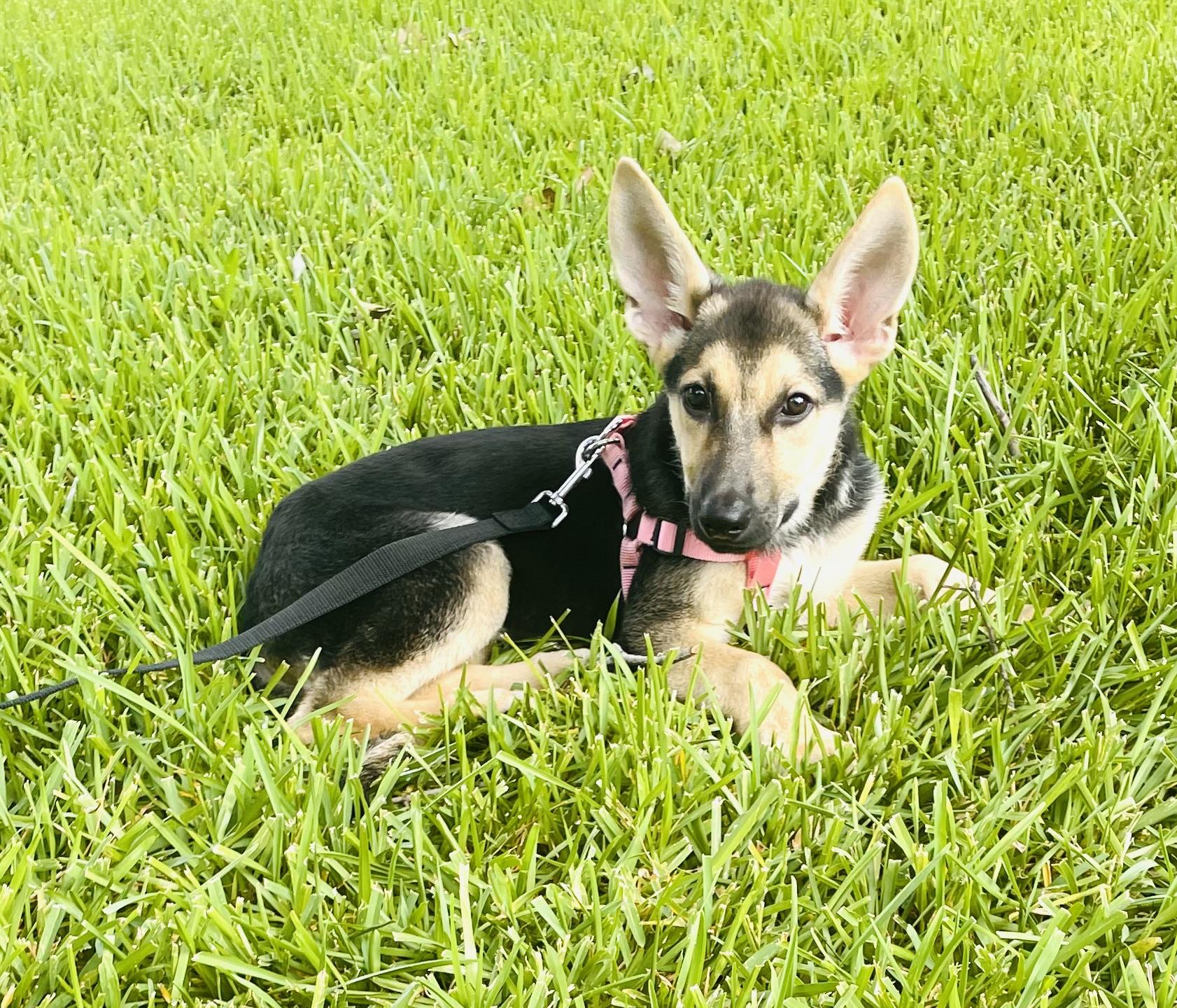 Enlarge Amelia, a Adopted German Shepherd Dog in Arlington, TX image 2/5
