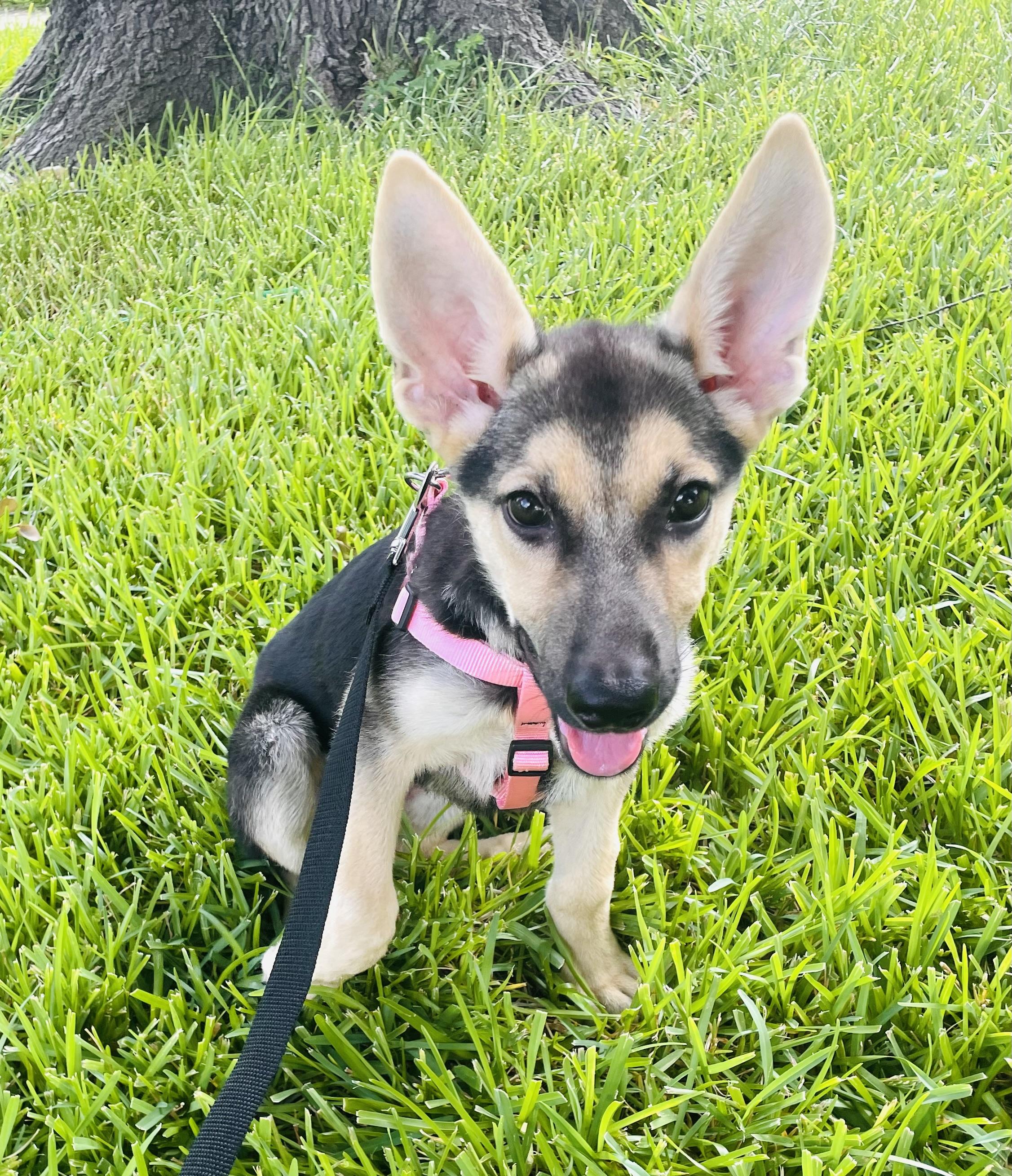 Enlarge Amelia, a Adopted German Shepherd Dog in Arlington, TX image 3/5