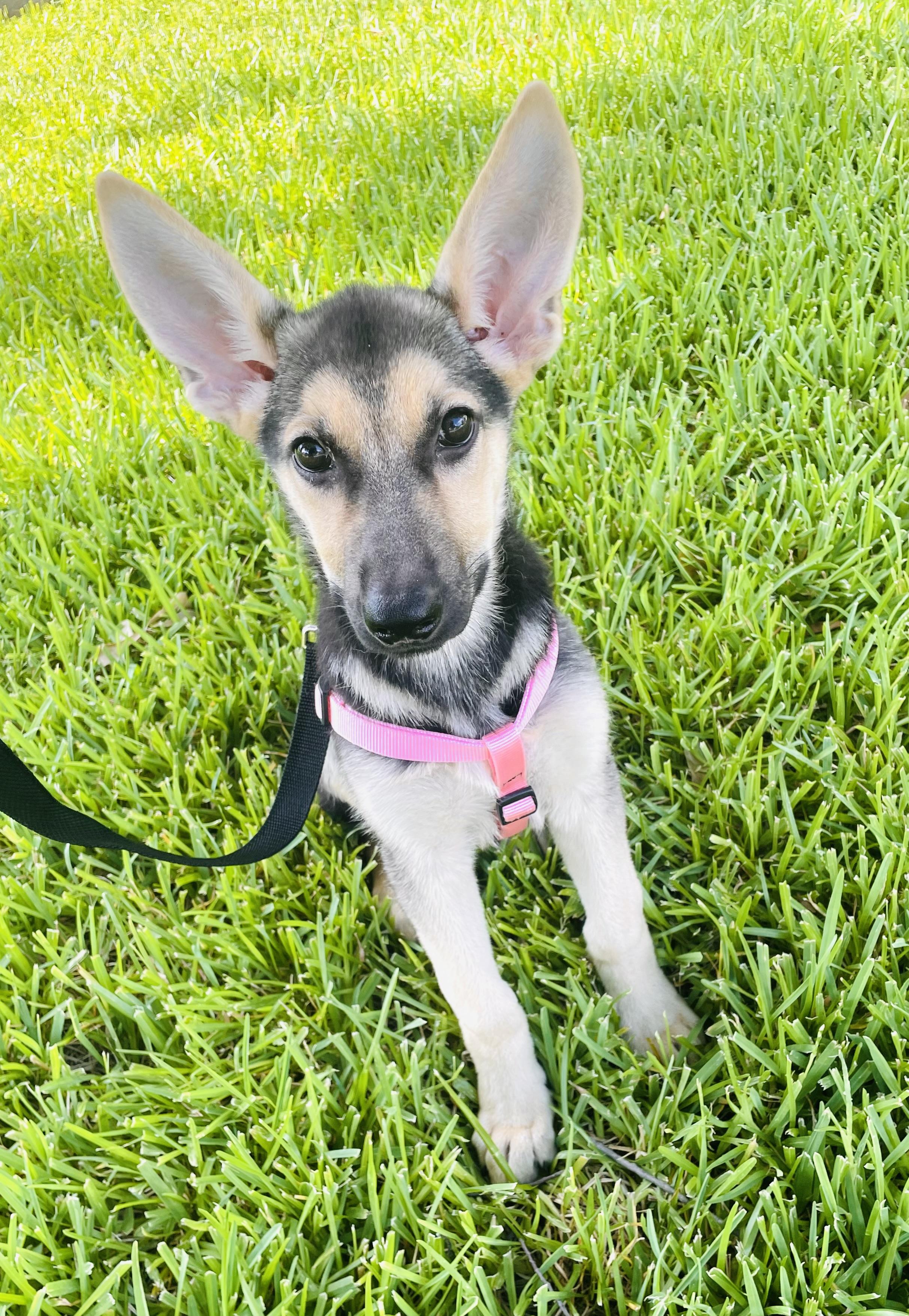 Enlarge Amelia, a Adopted German Shepherd Dog in Arlington, TX image 1/5