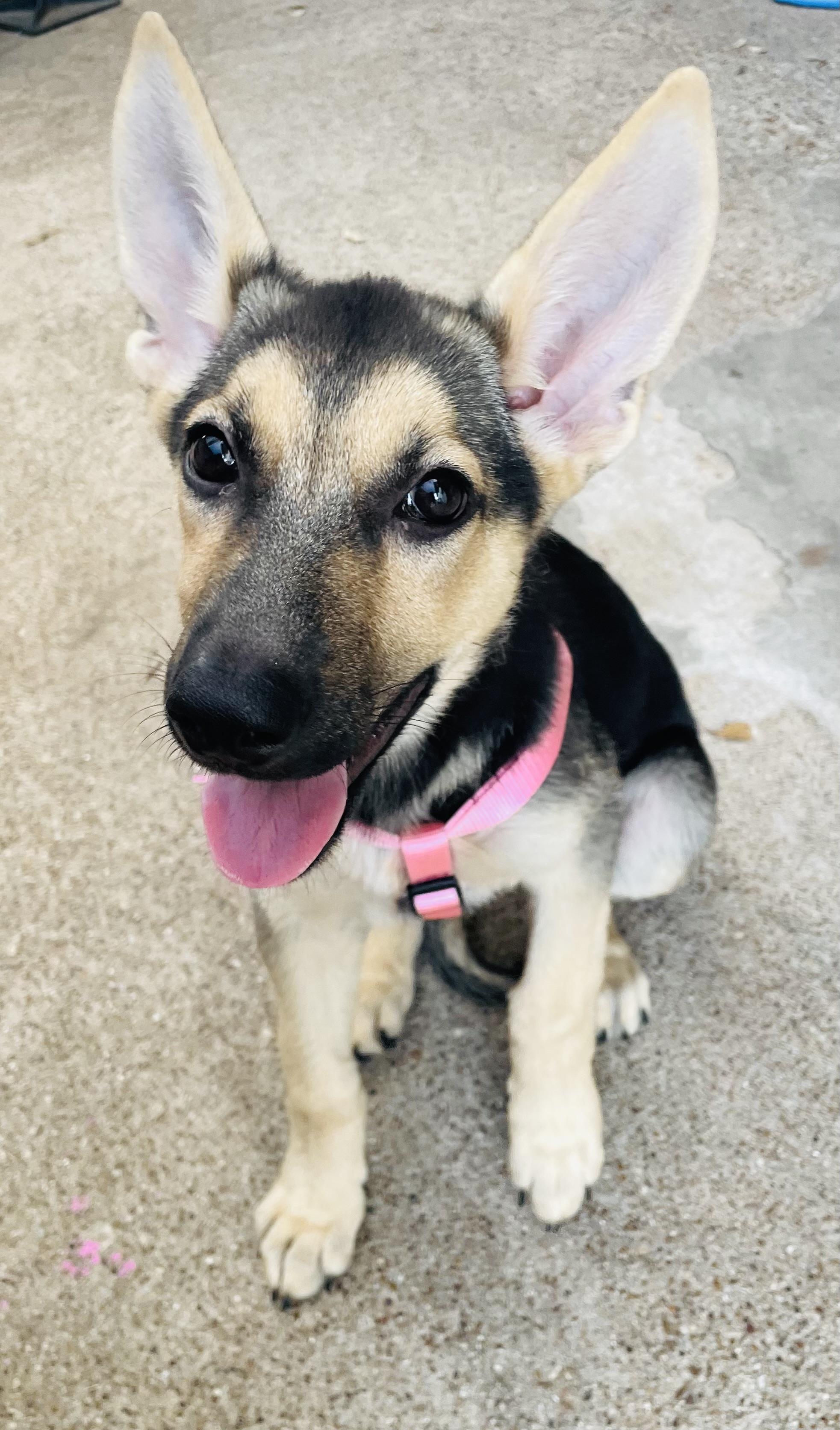Enlarge Amelia, a Adopted German Shepherd Dog in Arlington, TX image 4/5