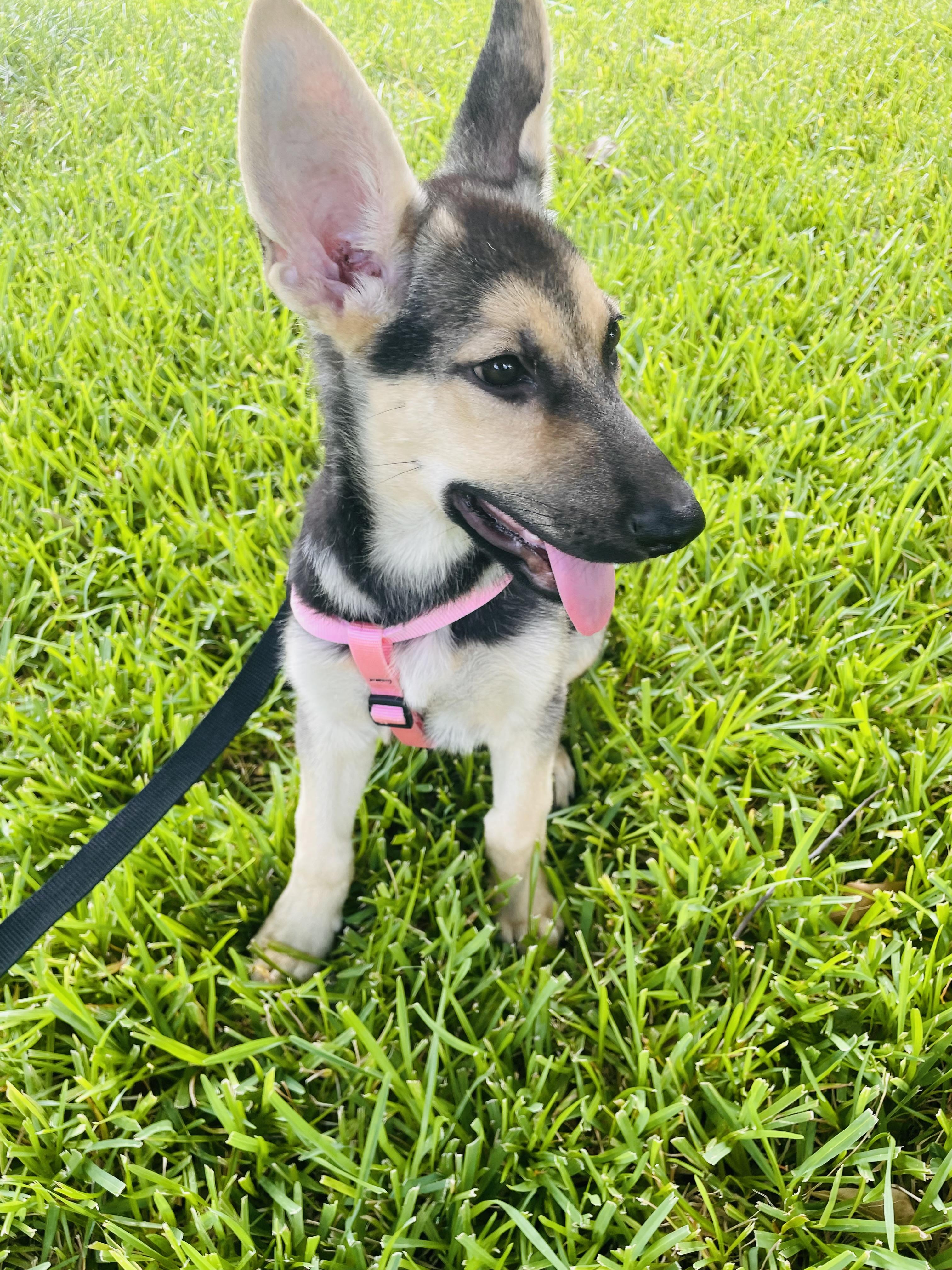 Enlarge Amelia, a Adopted German Shepherd Dog in Arlington, TX image 5/5