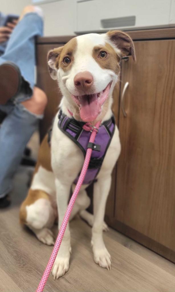 Taco Bella, Adoptable, Young Female Mixed Breed.