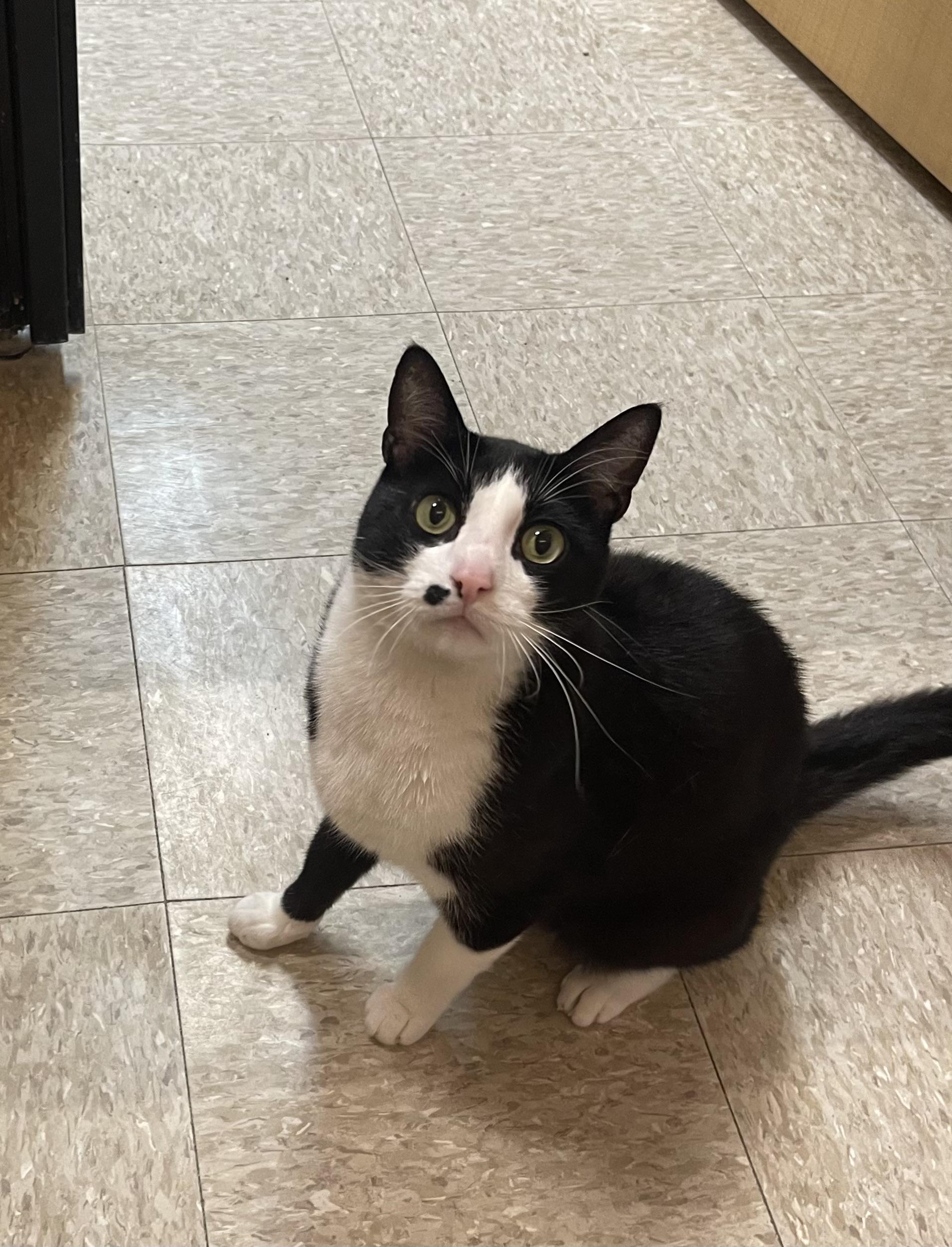 Marlin, a ADOPTABLE Domestic Short Hair in Highland, IN image 1/4