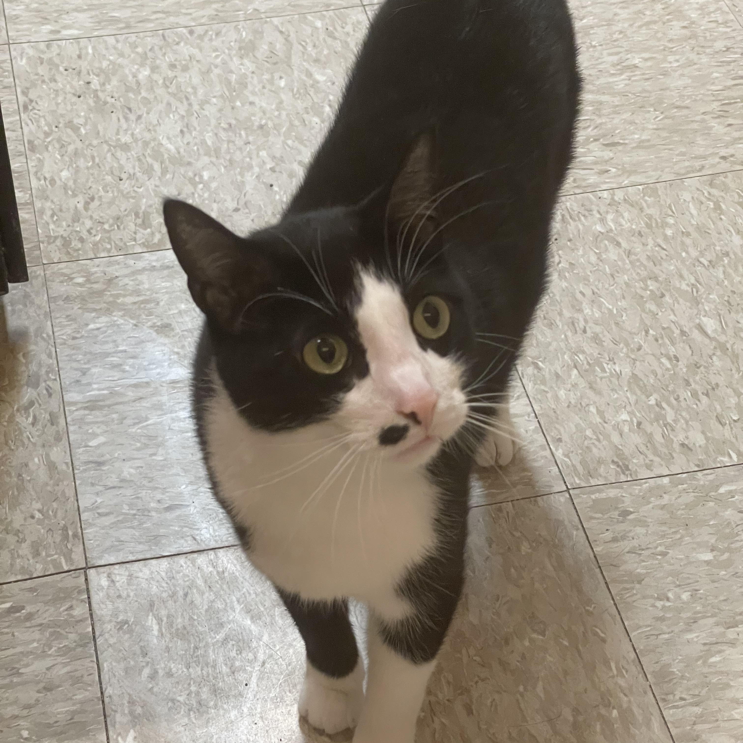 Marlin, a ADOPTABLE Domestic Short Hair in Highland, IN image 2/4