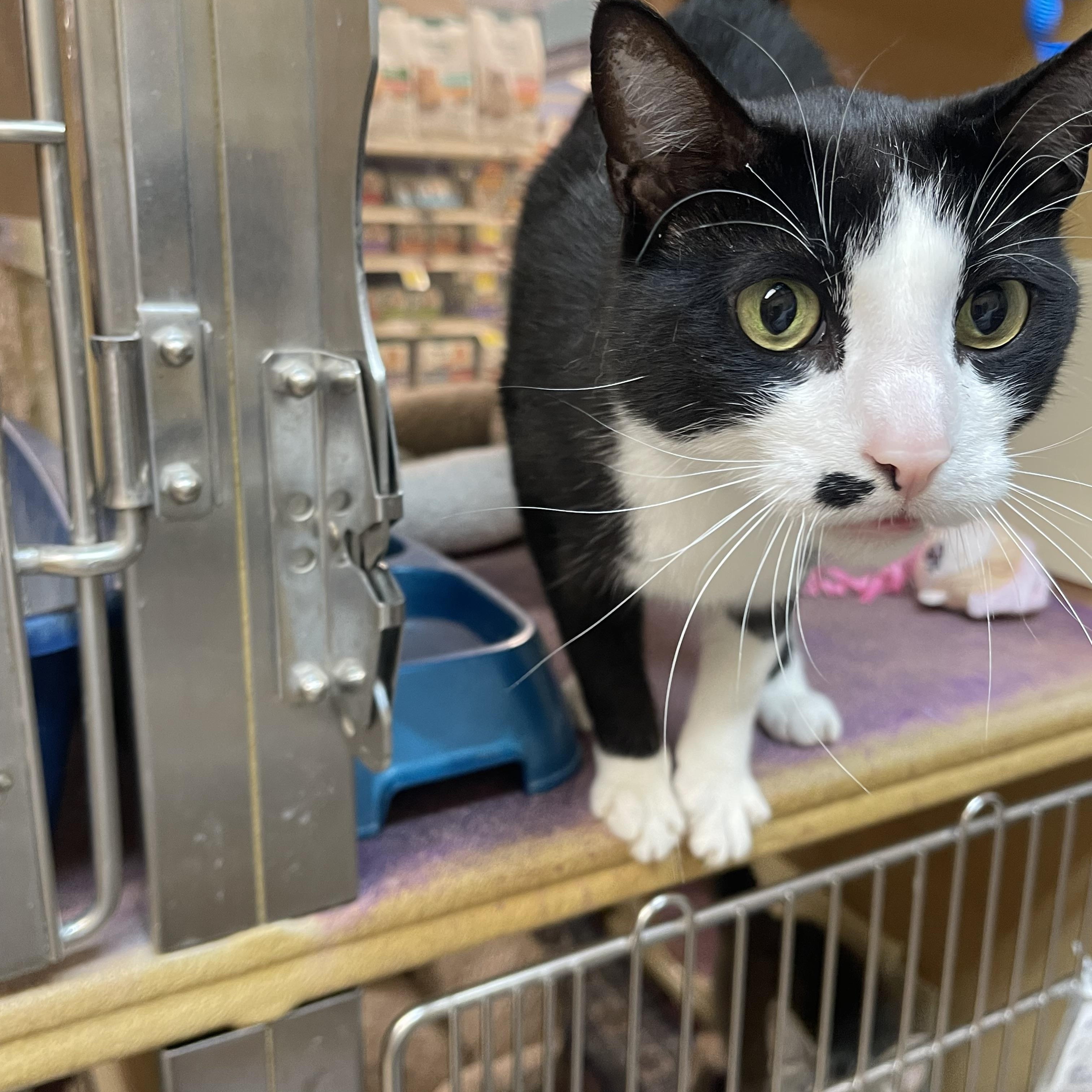 Marlin, a ADOPTABLE Domestic Short Hair in Highland, IN image 3/4