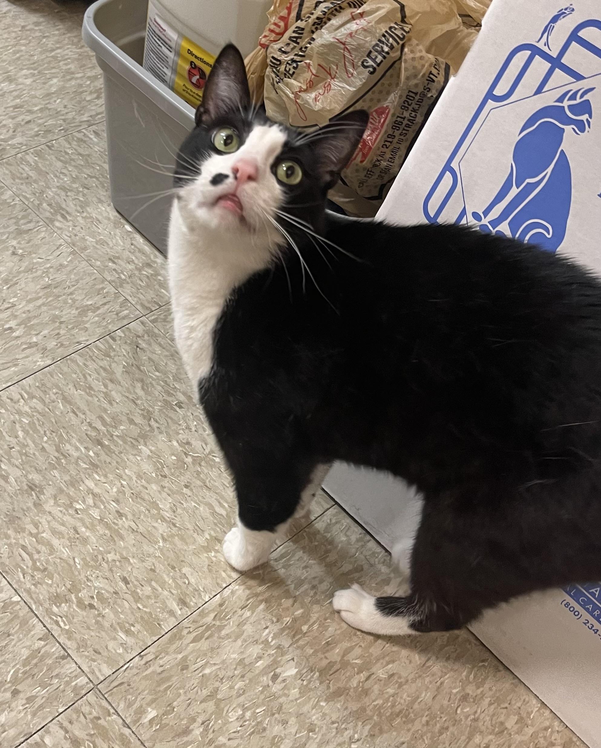 Marlin, a ADOPTABLE Domestic Short Hair in Highland, IN image 4/4