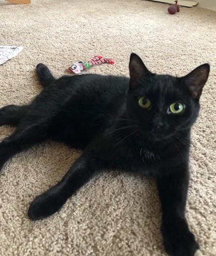 Izzy, a Adoptable Domestic Short Hair in Midland, MI image 1/6