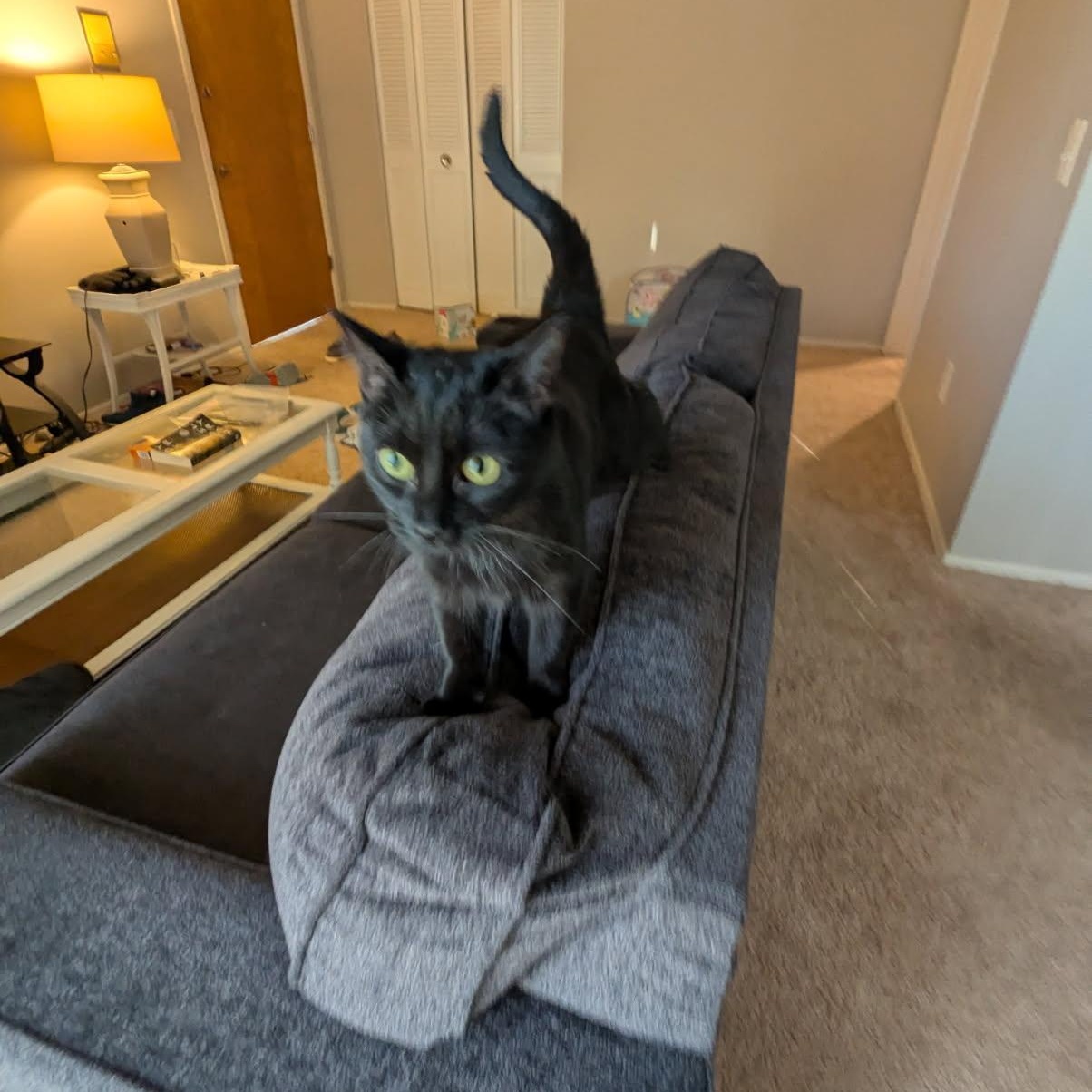 Izzy, a Adoptable Domestic Short Hair in Midland, MI image 6/6