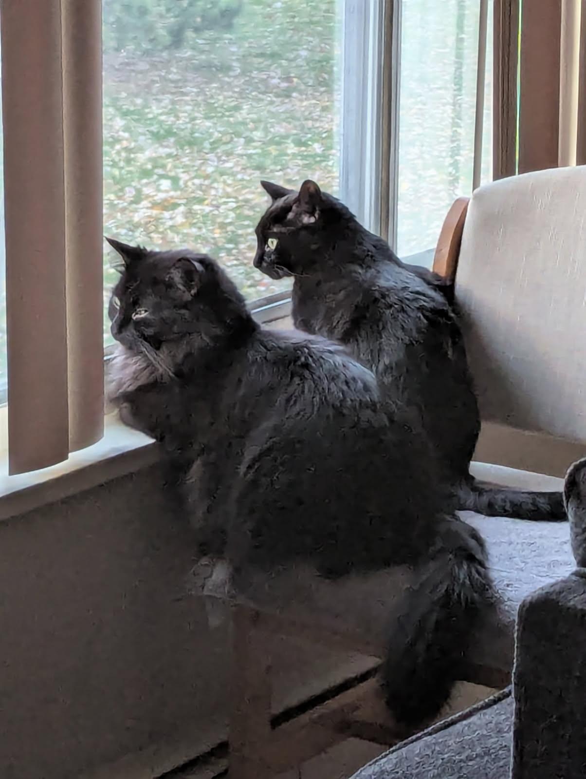 Izzy, a Adoptable Domestic Short Hair in Midland, MI image 3/6