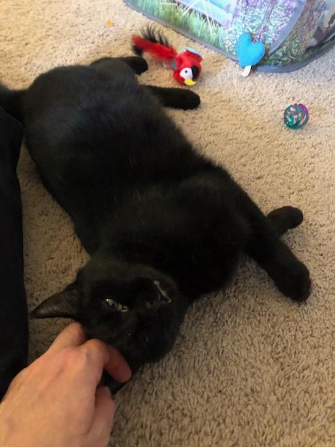 Izzy, a Adoptable Domestic Short Hair in Midland, MI image 4/6