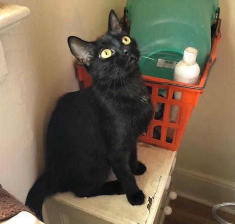 Izzy, Adoptable, Adult Female Domestic Short Hair.