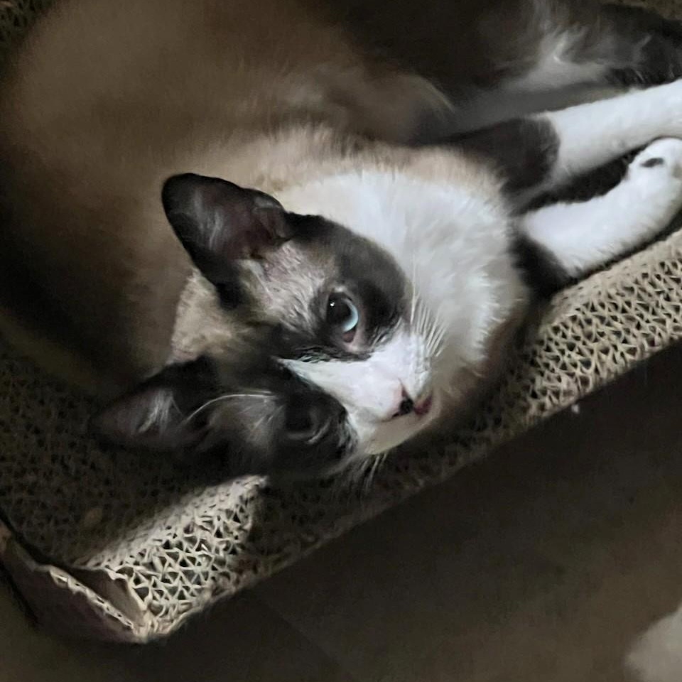 Slugger, Young Male Siamese