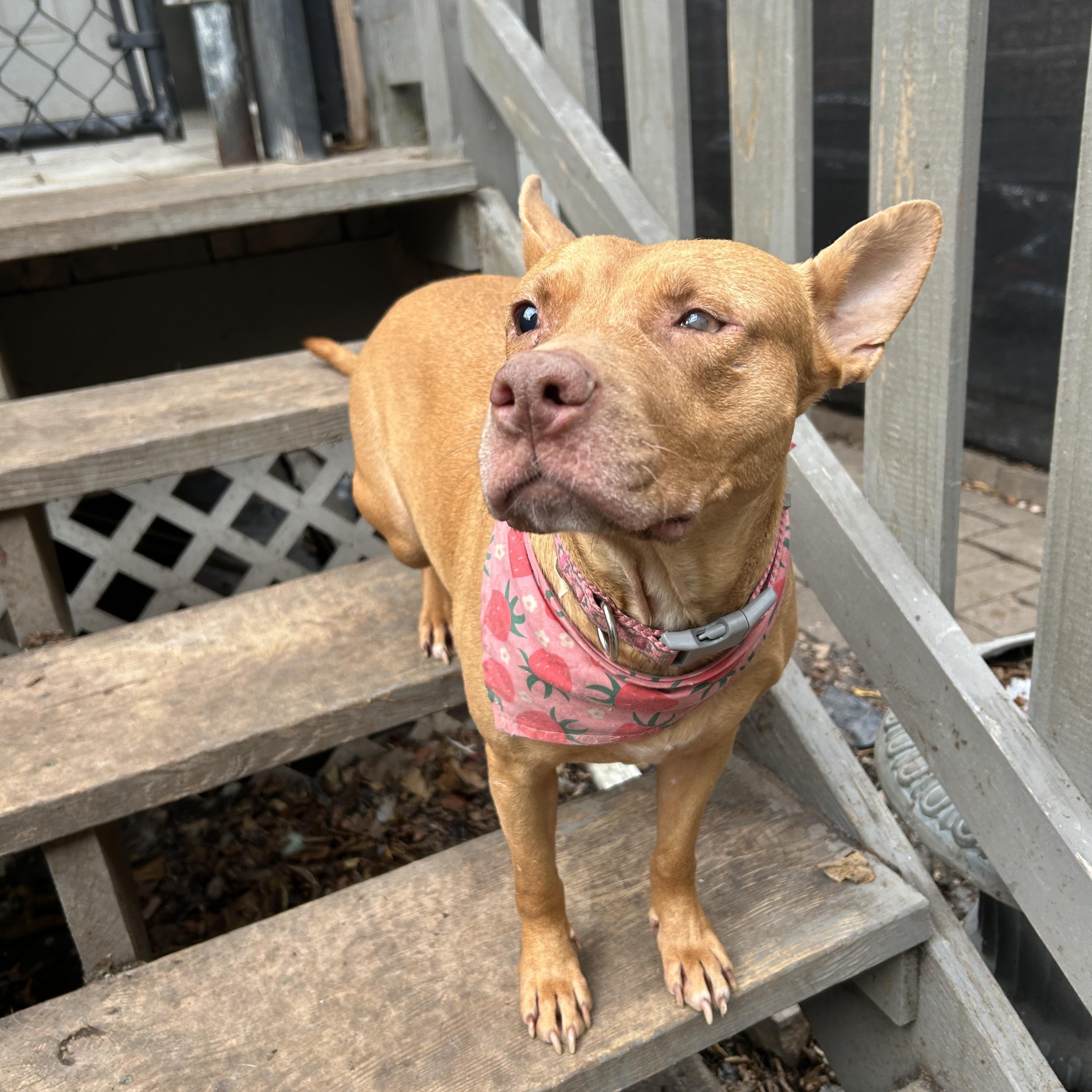 Izzy, Adoptable, Young Female Mixed Breed.