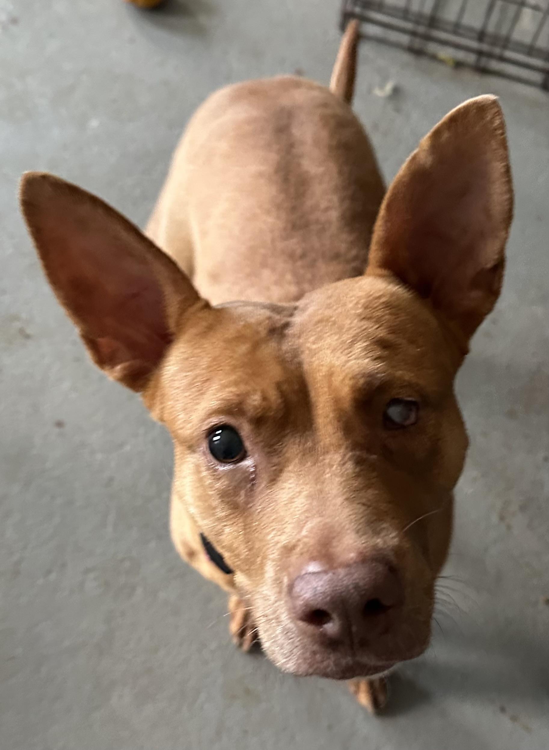 Izzy, Adoptable, Young Female Mixed Breed.