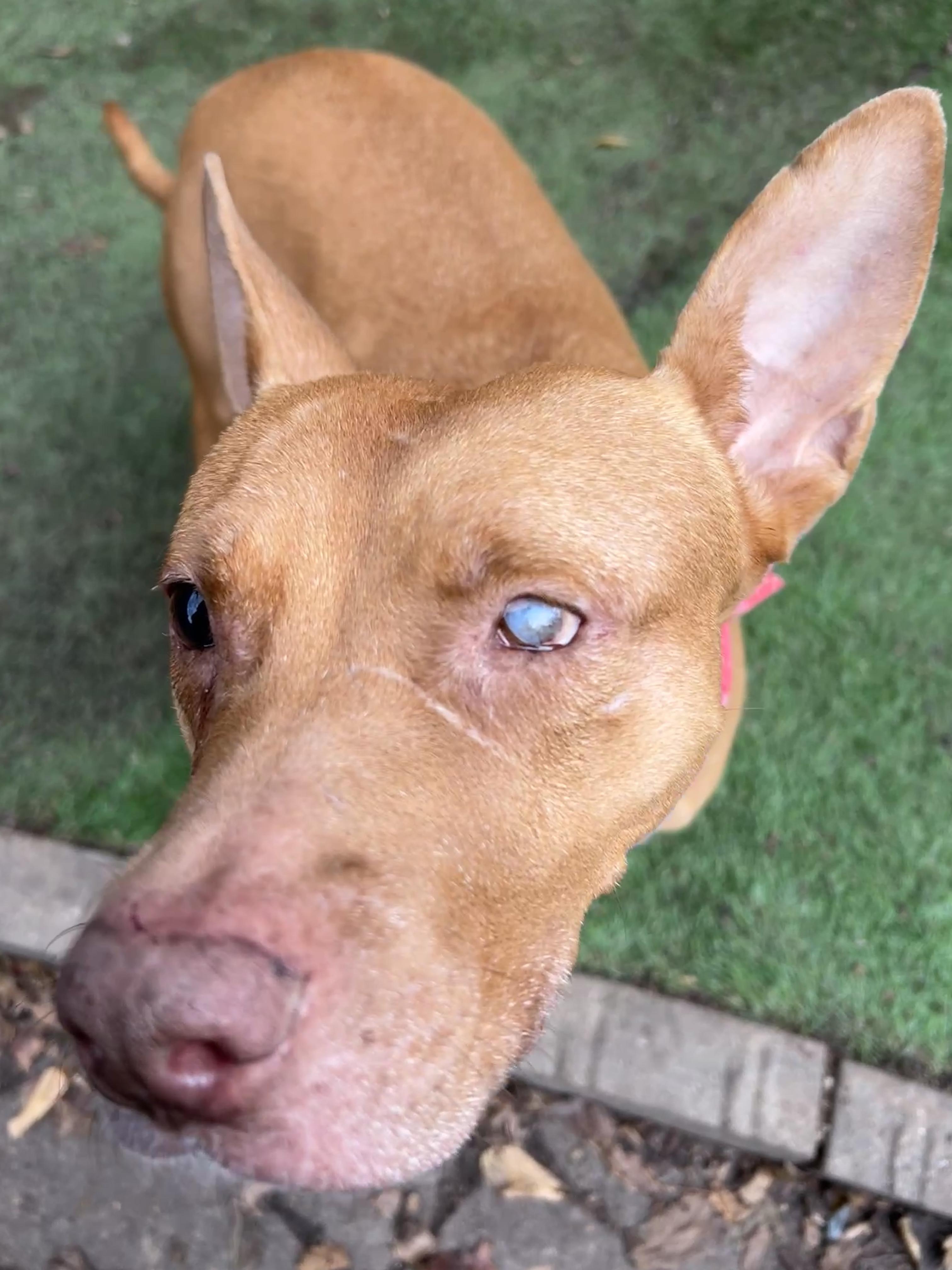 Enlarge Izzy, a Adoptable Mixed Breed in Pittsburgh, PA image 3/3