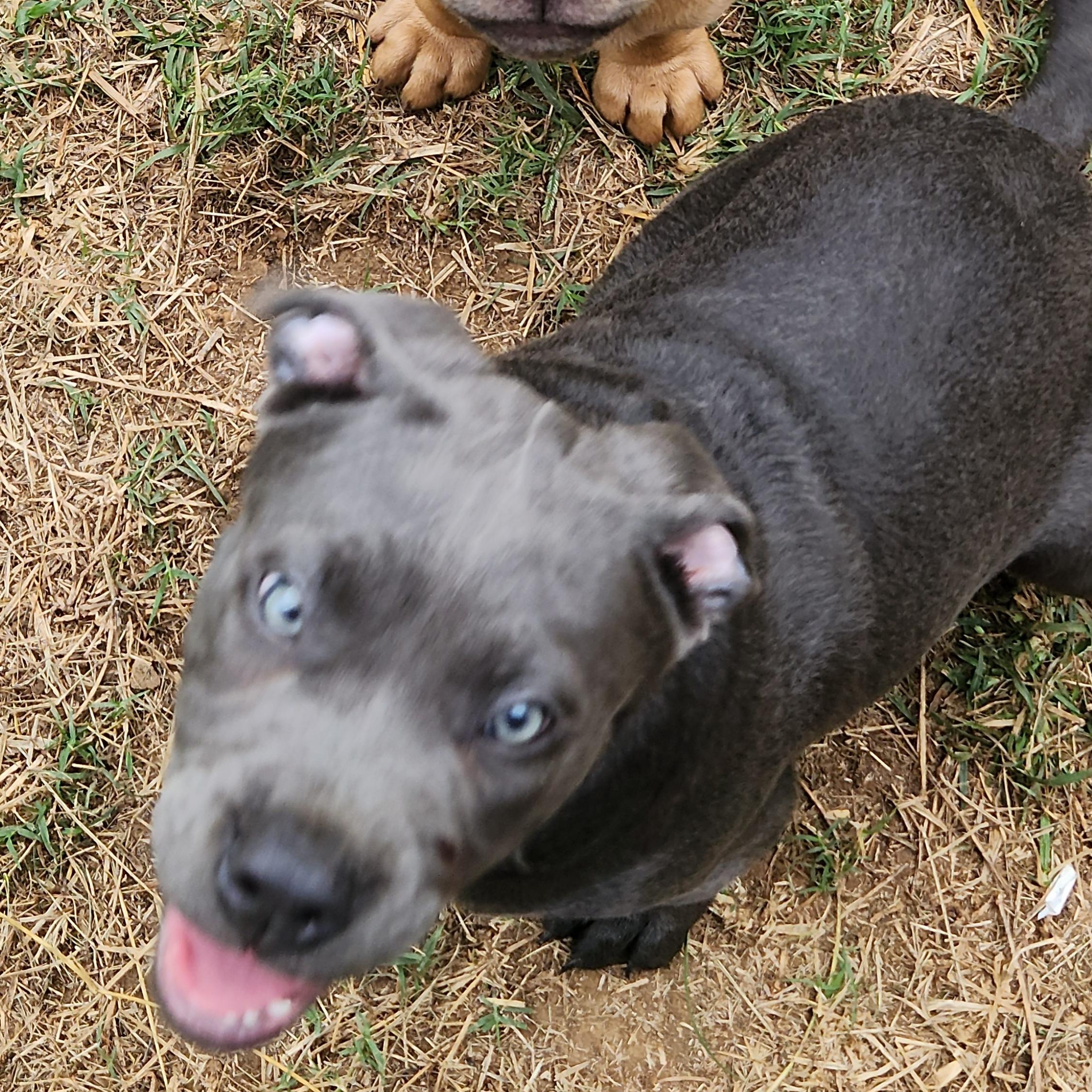 Enlarge Eeyore, a Adopted mixed breed in Flintstone, GA image 5/5