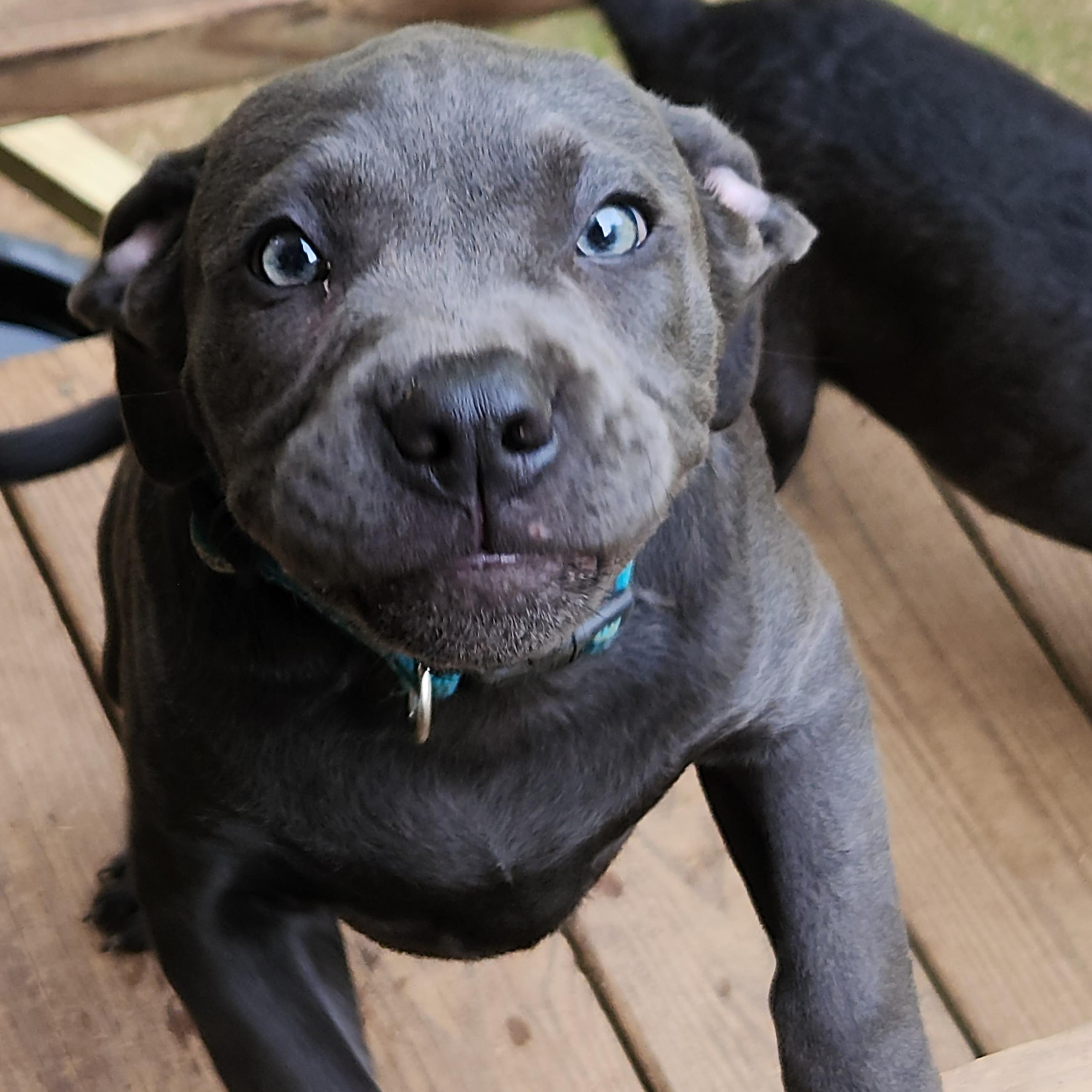 Enlarge Eeyore, a Adopted mixed breed in Flintstone, GA image 1/5