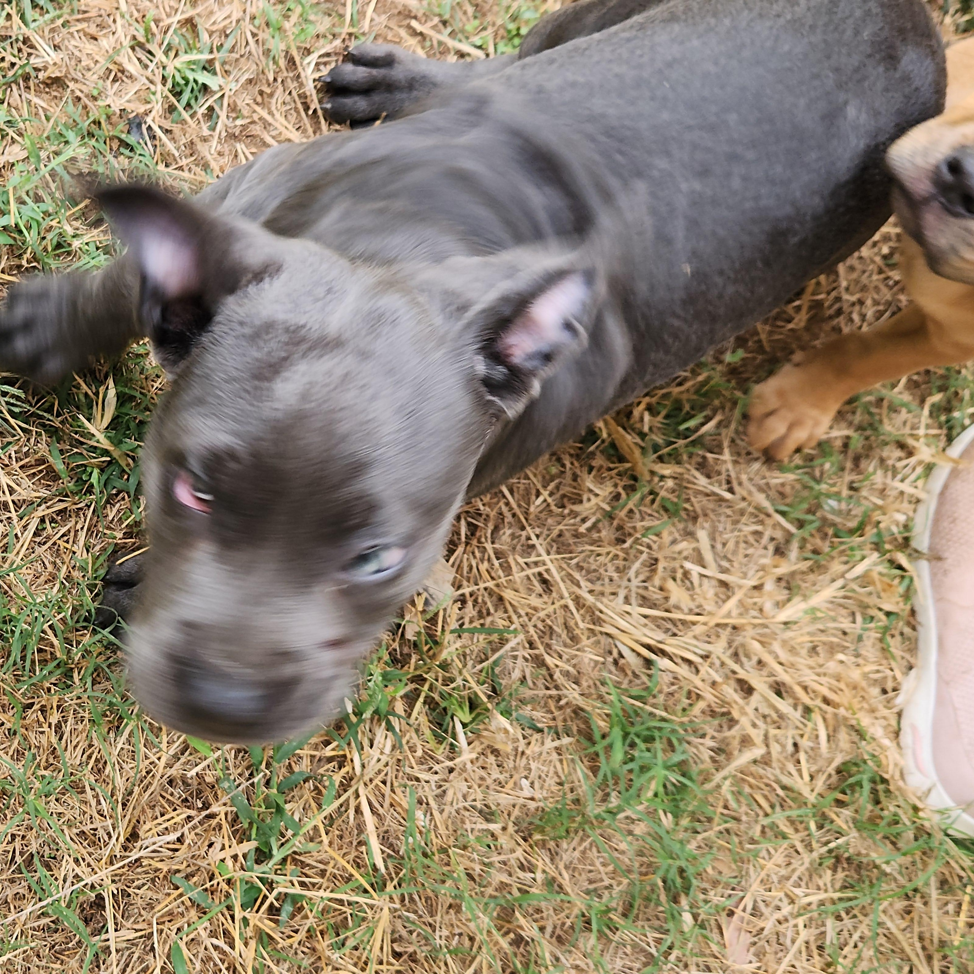 Enlarge Eeyore, a Adopted mixed breed in Flintstone, GA image 4/5