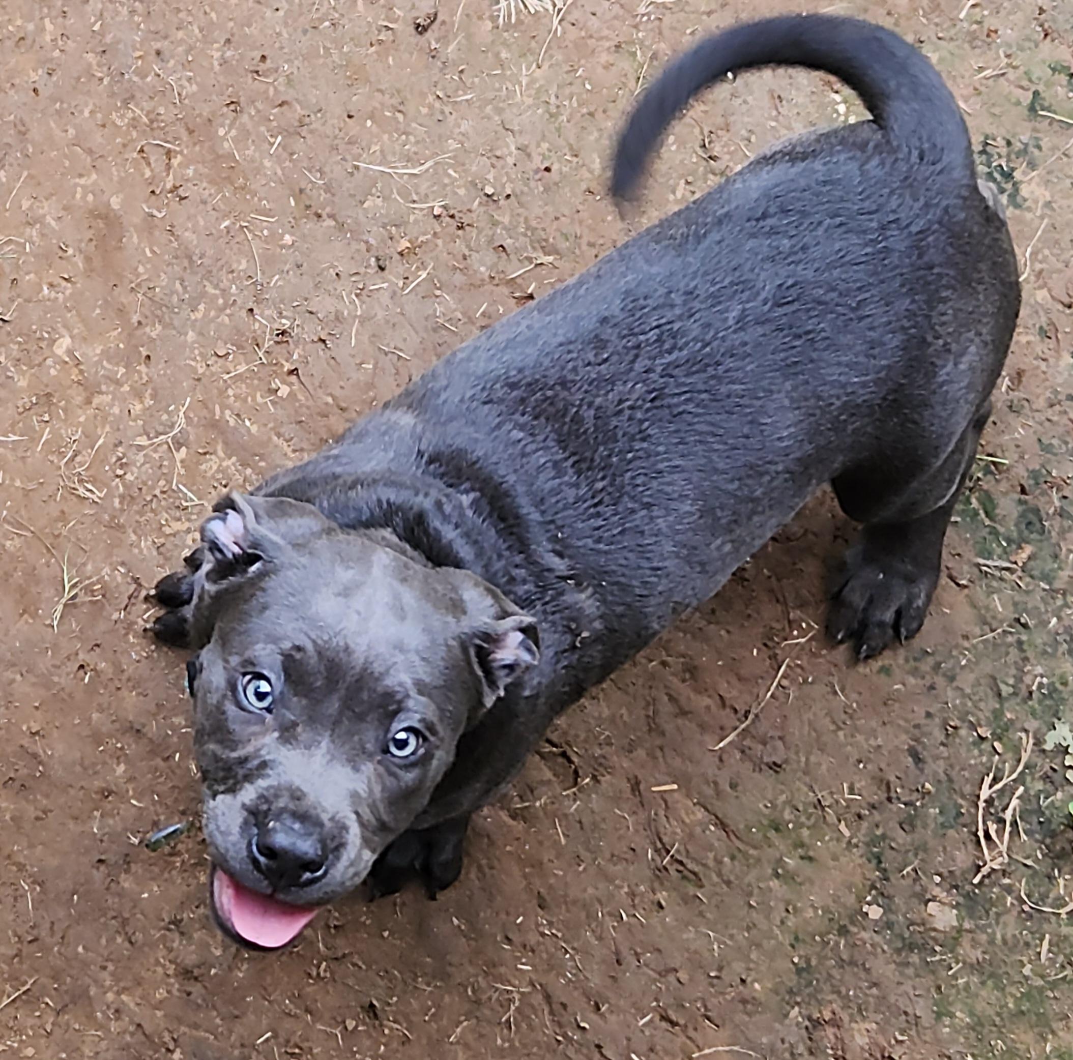Enlarge Eeyore, a Adopted mixed breed in Flintstone, GA image 2/5