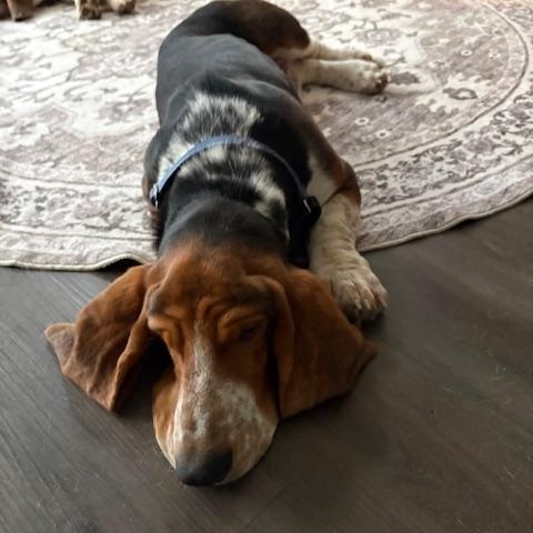 Enlarge Leroy & Rufus, a ADOPTABLE Basset Hound in Auburndale, FL image 3/3