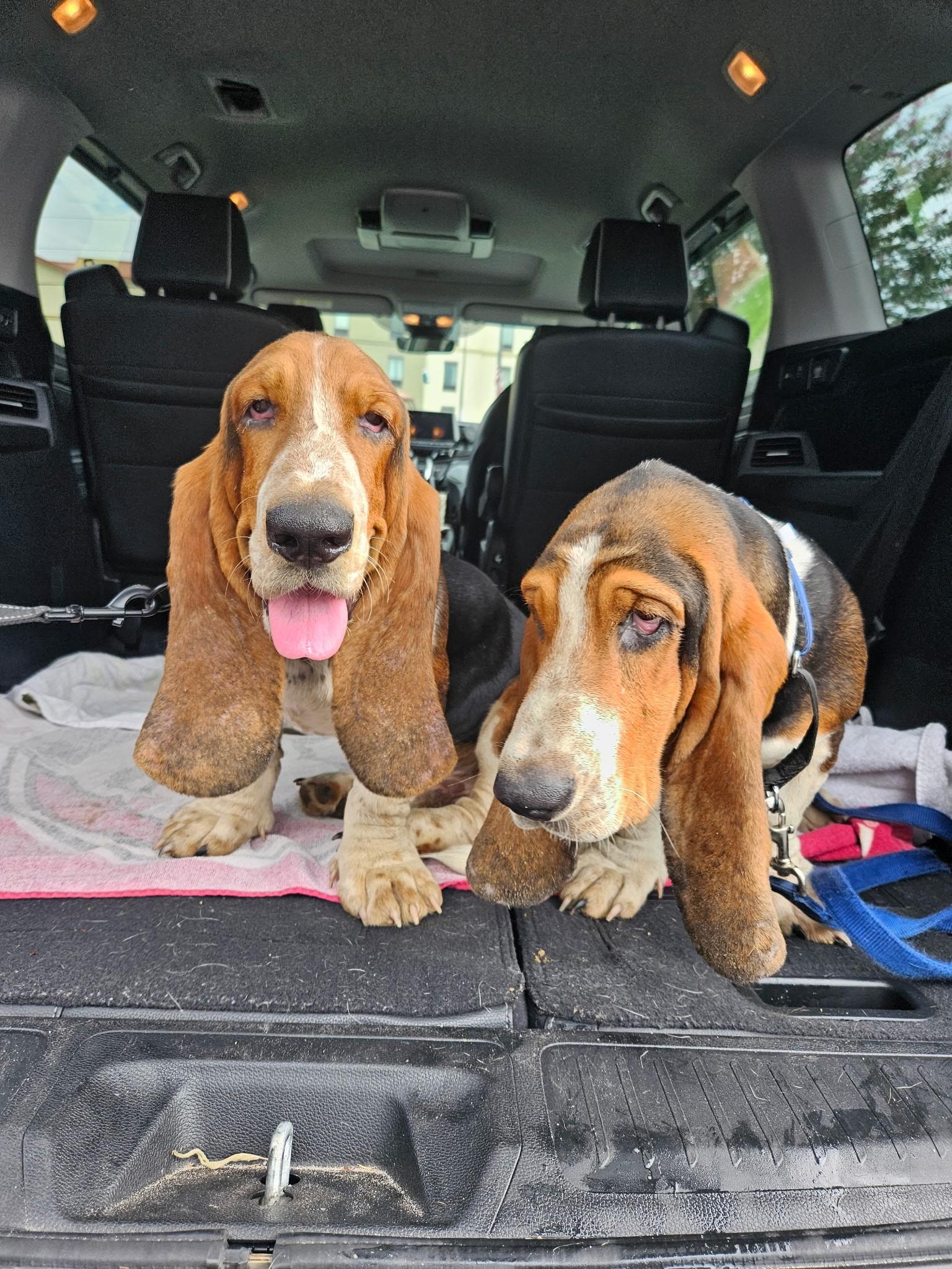 Leroy & Rufus, ADOPTABLE, Young Male Basset Hound.