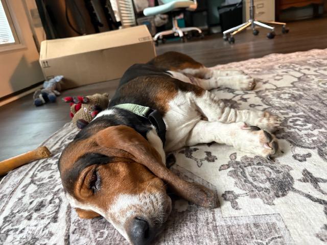 Enlarge Leroy & Rufus, a ADOPTABLE Basset Hound in Auburndale, FL image 2/3