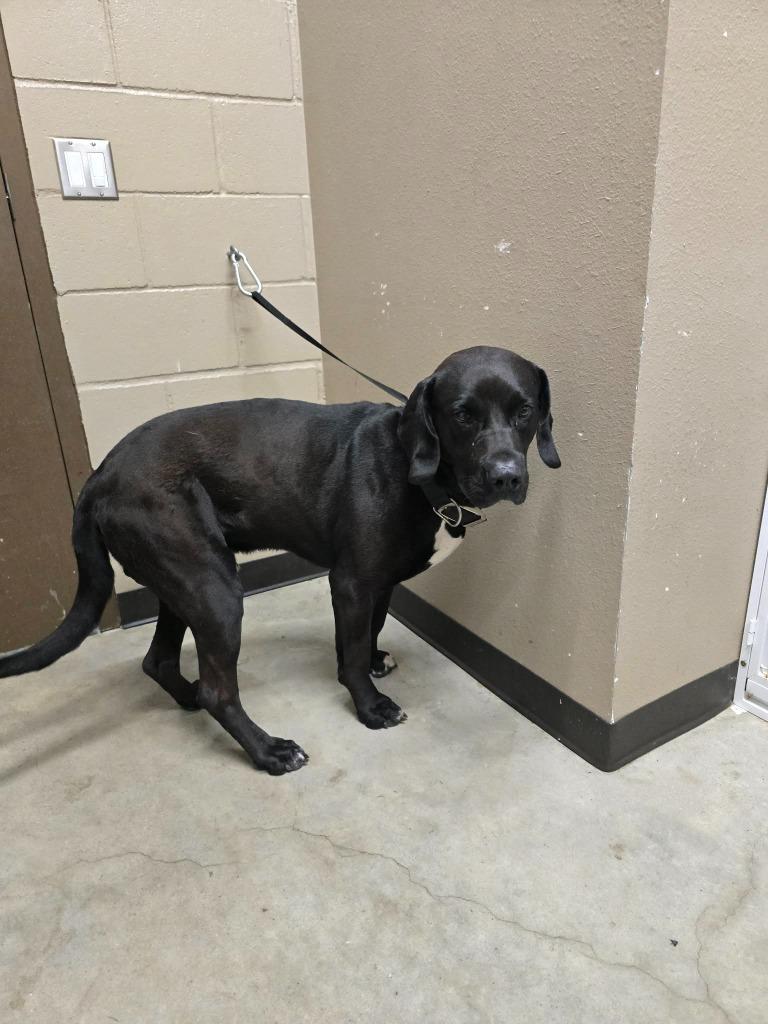 Enlarge Jax, a Adoptable Labrador Retriever in Huntsville, TX image 1/1