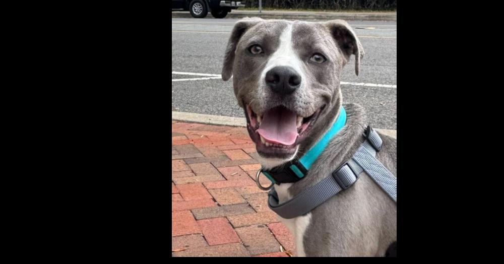 Van, a Adoptable mixed breed in Greenbelt, MD image 1/6