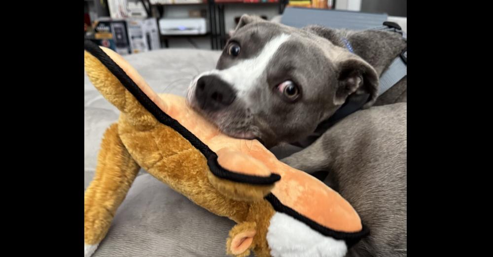 Van, a Adoptable mixed breed in Greenbelt, MD image 2/6