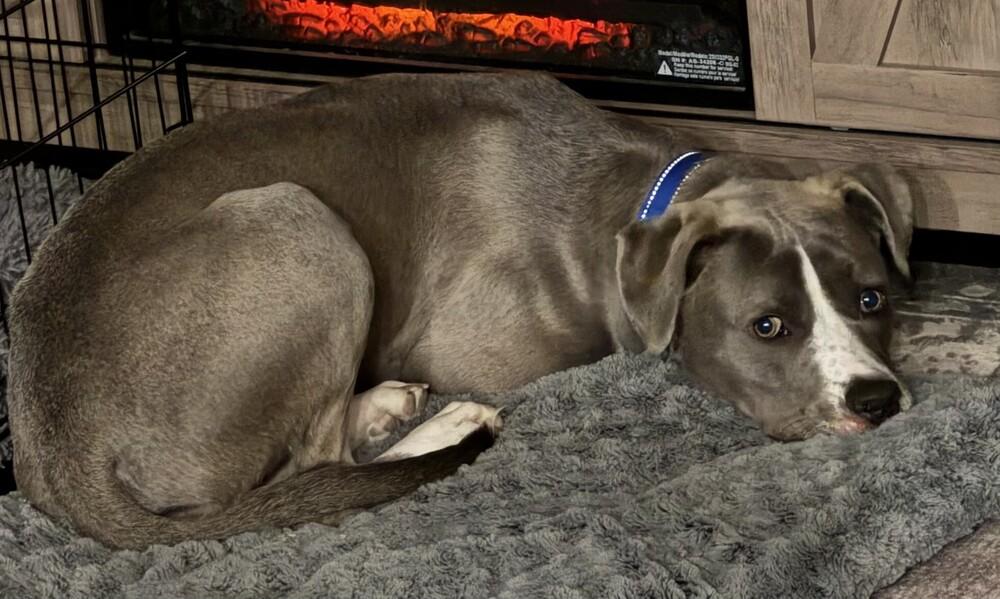 Van, a Adoptable mixed breed in Greenbelt, MD image 3/6