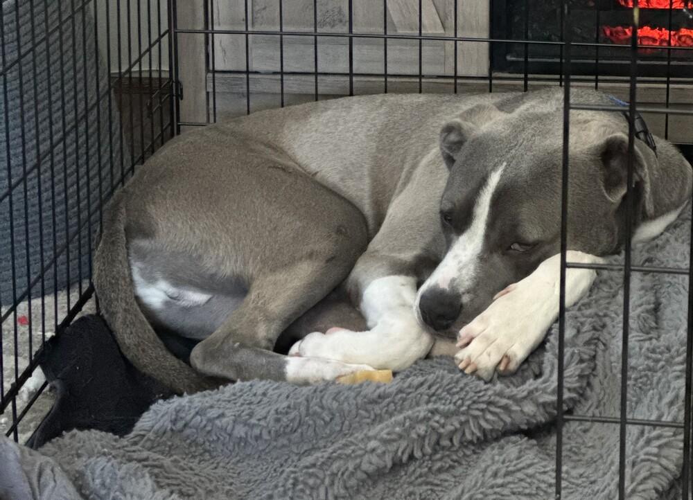 Van, a Adoptable mixed breed in Greenbelt, MD image 4/6