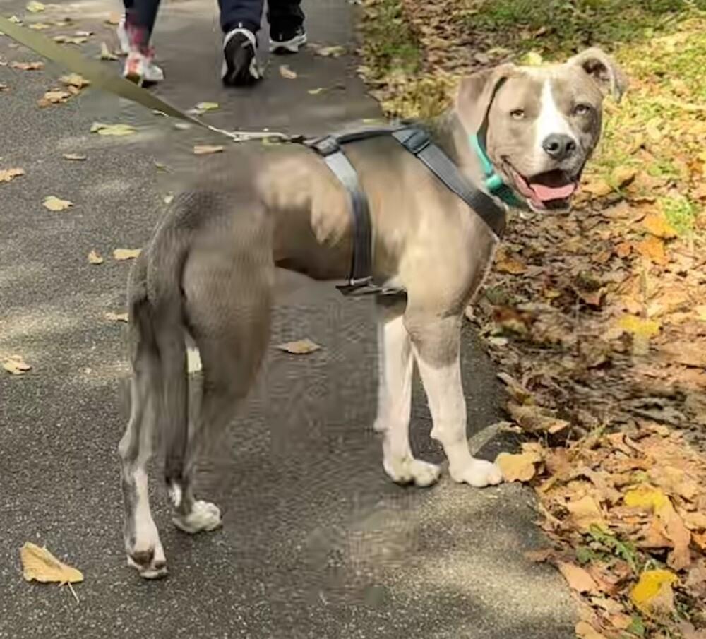 Van, a Adoptable mixed breed in Greenbelt, MD image 5/6