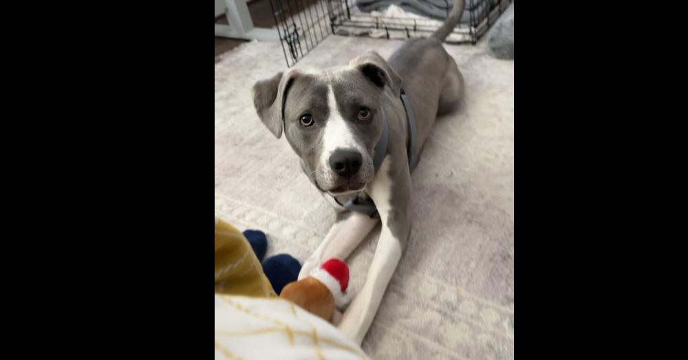 Van, a Adoptable mixed breed in Greenbelt, MD image 6/6