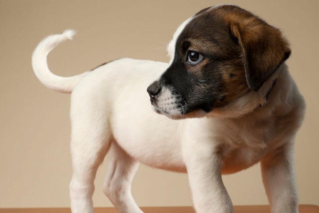 Jewel, Adoptable, Puppy Female Shepherd & Labrador Retriever.