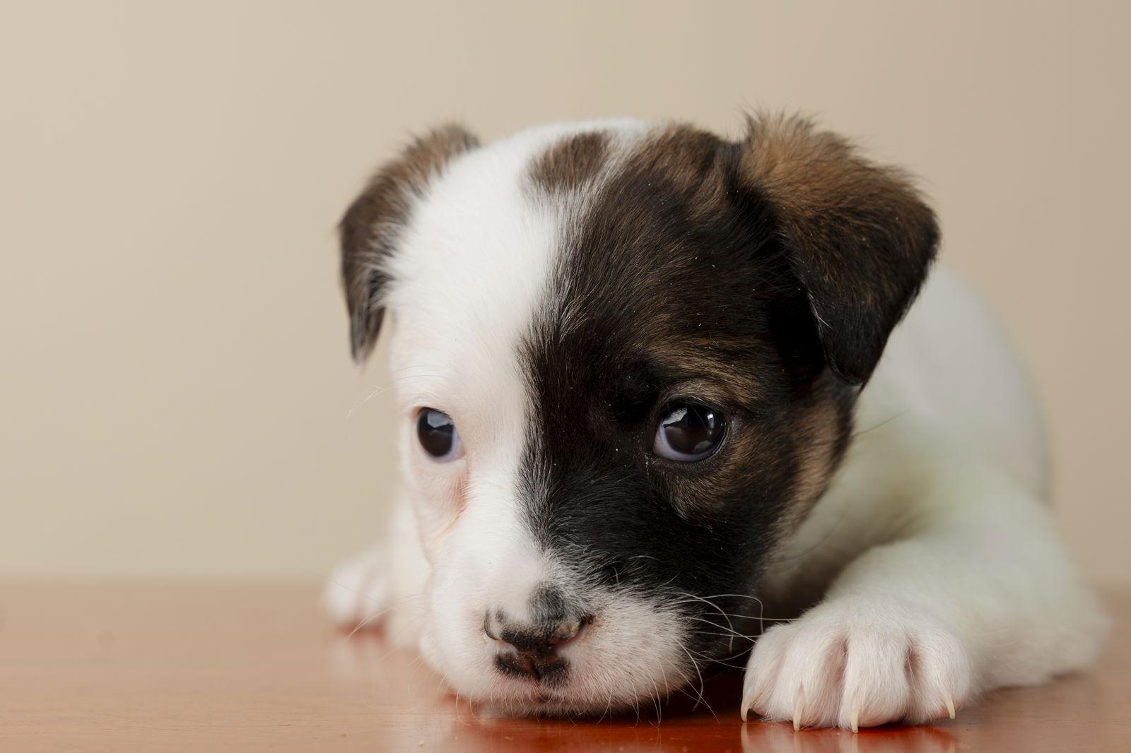 Enlarge Jewel, a Adoptable mixed breed in Garner, NC image 1/1