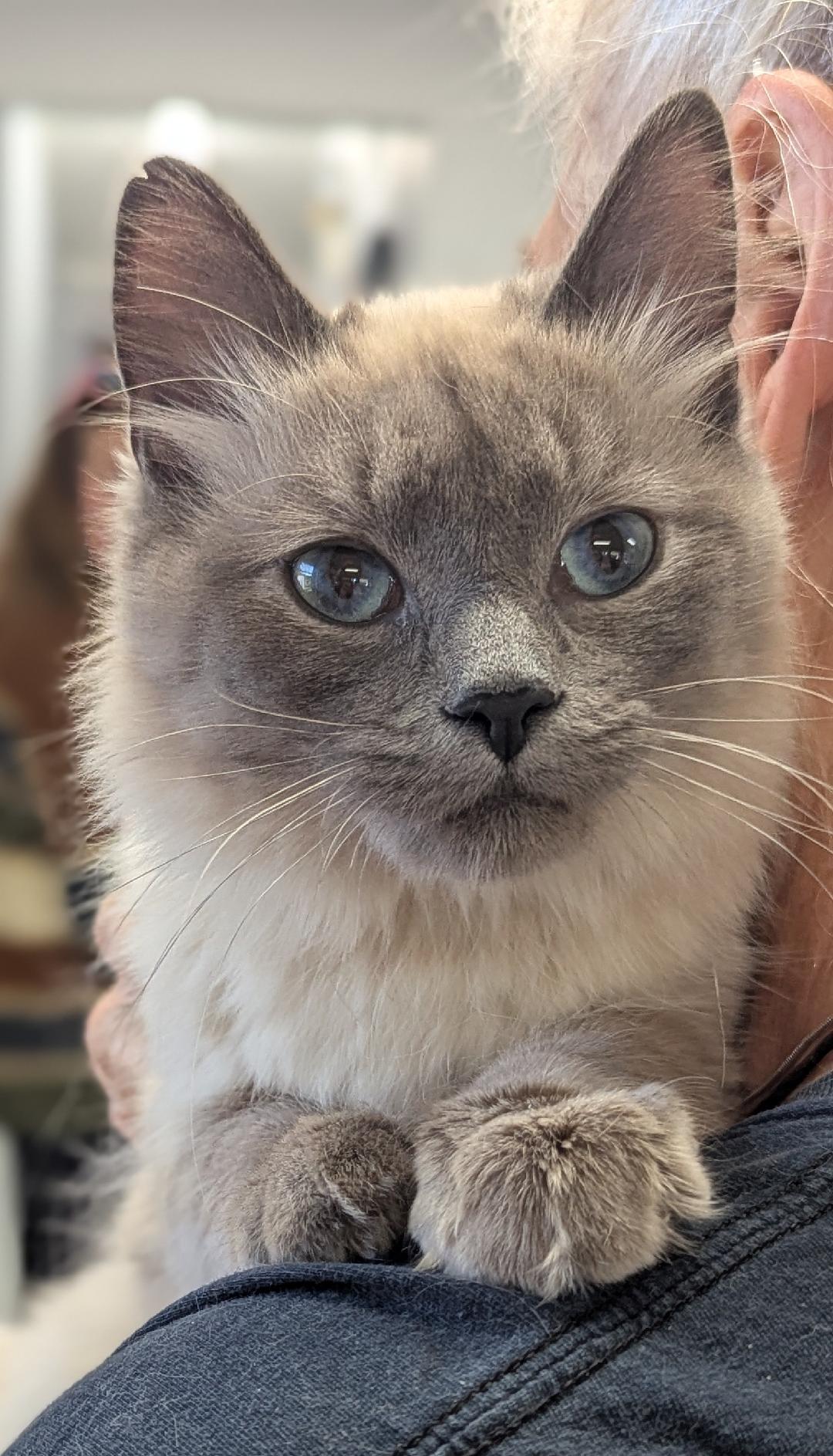 Mingo, an adopted mixed breed in Mount Vernon, OH image 2/3